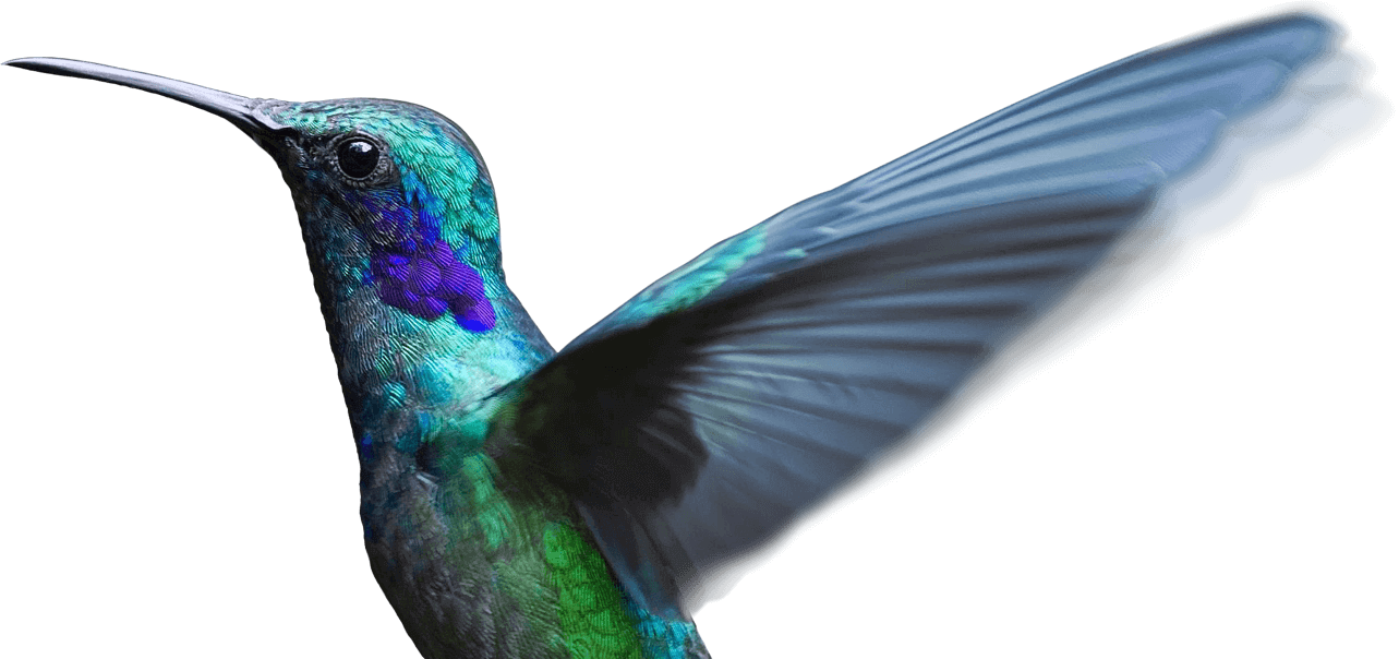 hummingbird annotate images and videos thinglink #36756