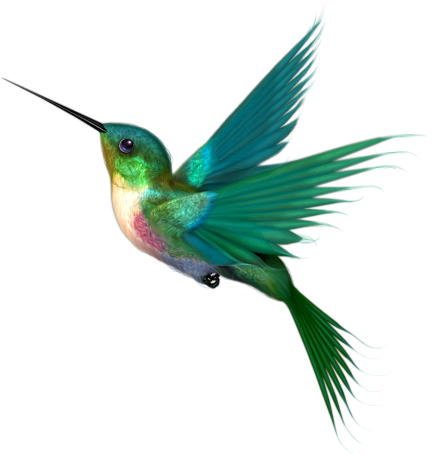 Hummingbird PNG Images, Free Download