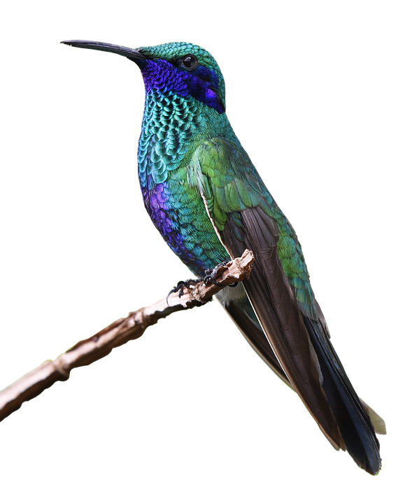 hummingbird bird nature photo pixabay #36724