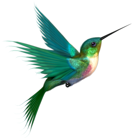 hummingbird flight photo lee photobucket #36733