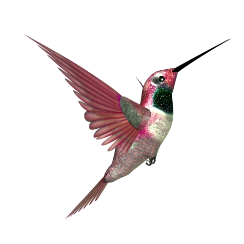 hummingbird forgetmenot birds hummingbirds #36761