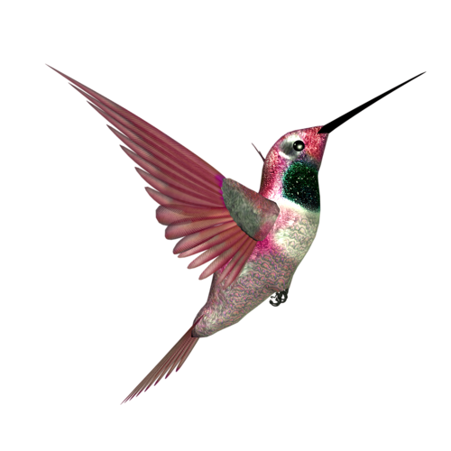 Hummingbird PNG Images, Free Download