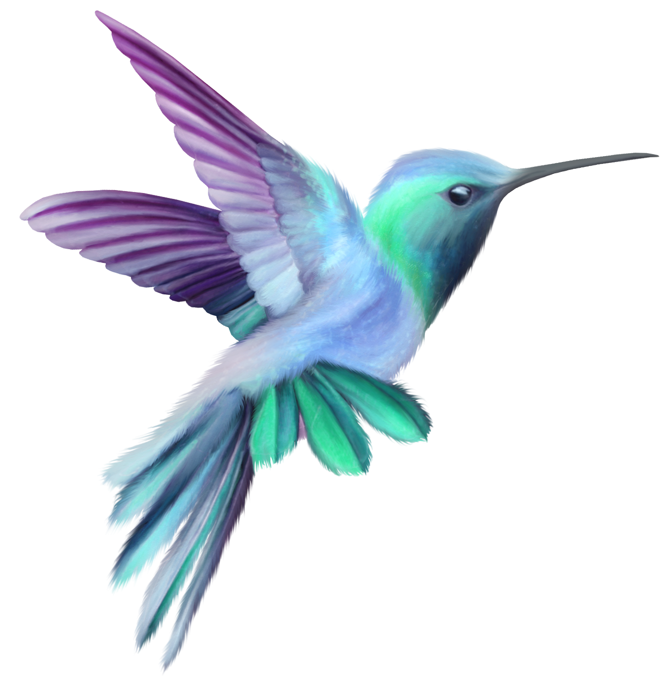 Hummingbird PNG Images, Free Download