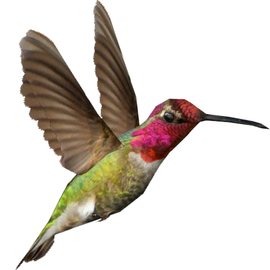 hummingbird png clip art #36804