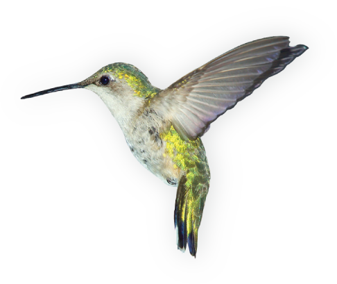 hummingbird png clip art #36816