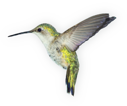 Hummingbird PNG Images, Free Download