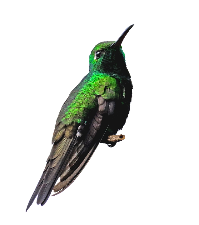 hummingbird png clip art #36729