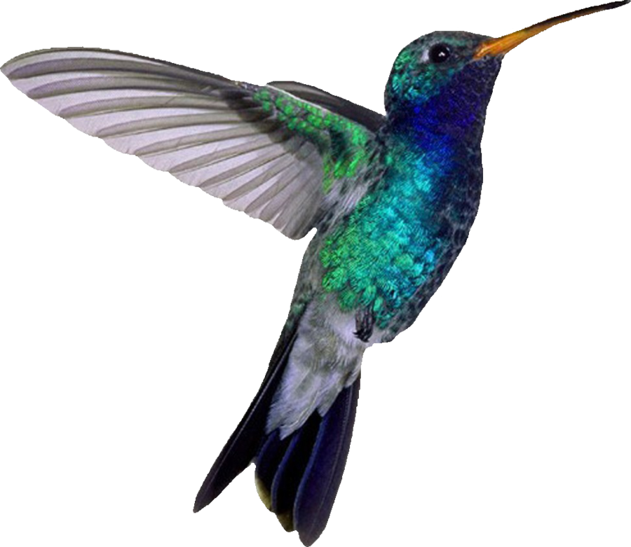 hummingbird png file png mart #36731