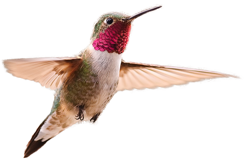 hummingbird png image png mart #36813