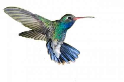 hummingbird png images transparent download pngmartm #36755