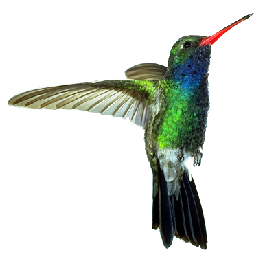 hummingbird png transparent images #36757