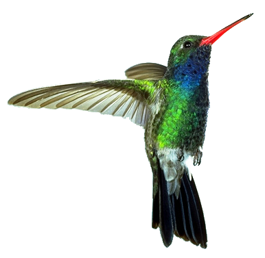 Hummingbird