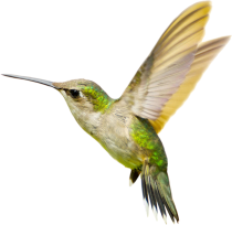 Hummingbird PNG Images, Free Download