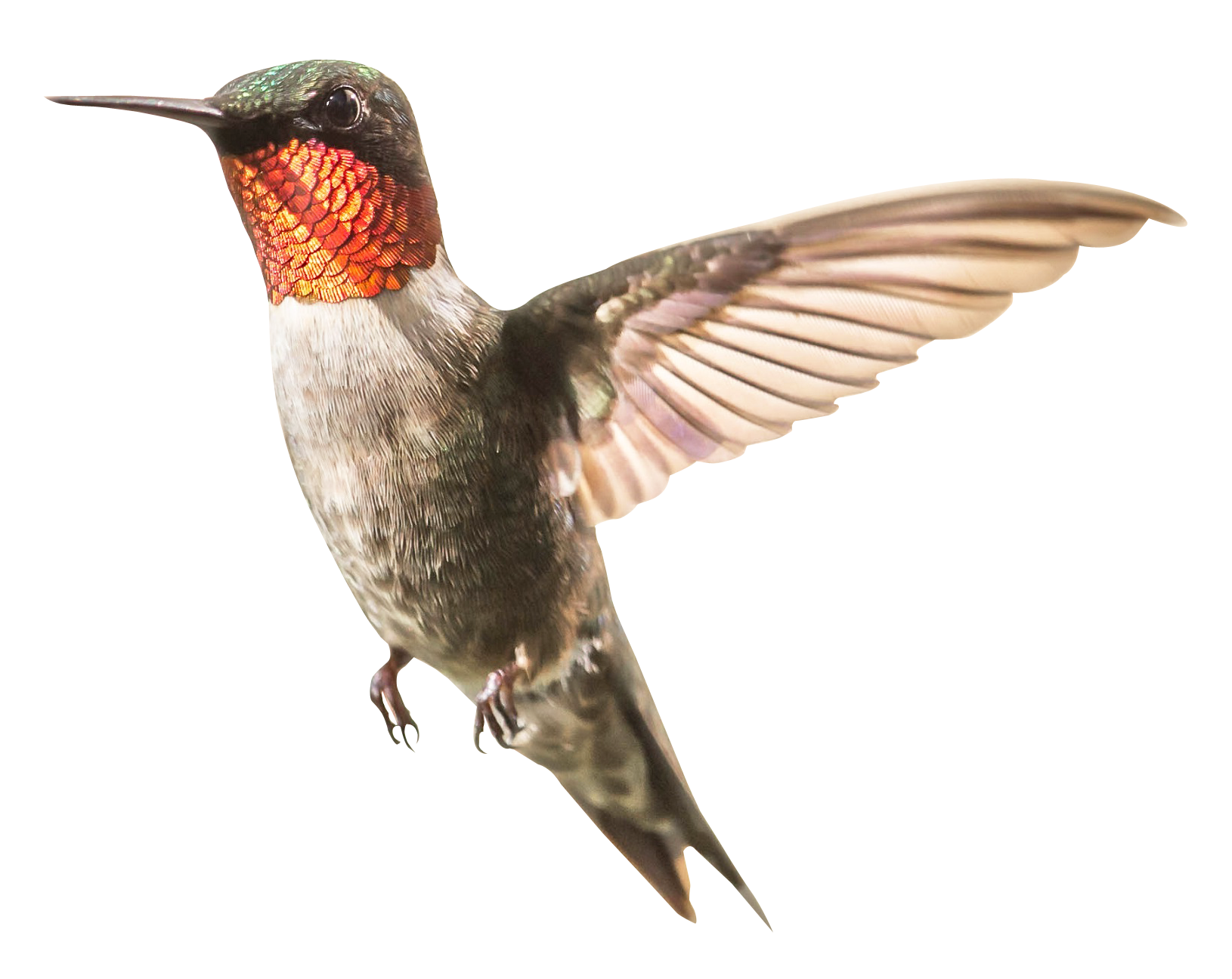 hummingbird png transparent images png only #36754