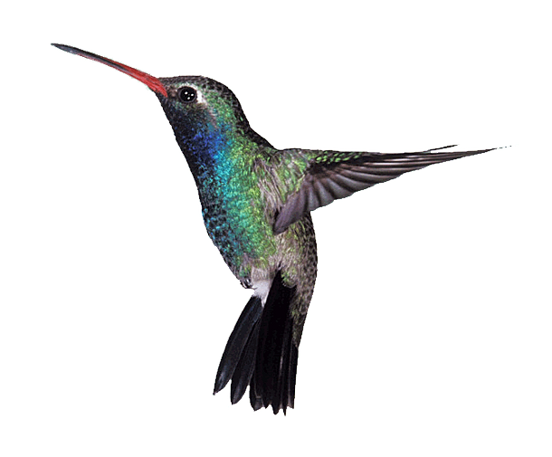 hummingbird polka dot marketing just another wordpress sitepolka dot #36803