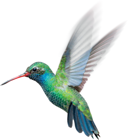 hummingbird secure greenpeace donate now receive your headset #36786