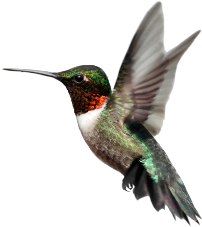 Hummingbird PNG Images, Free Download