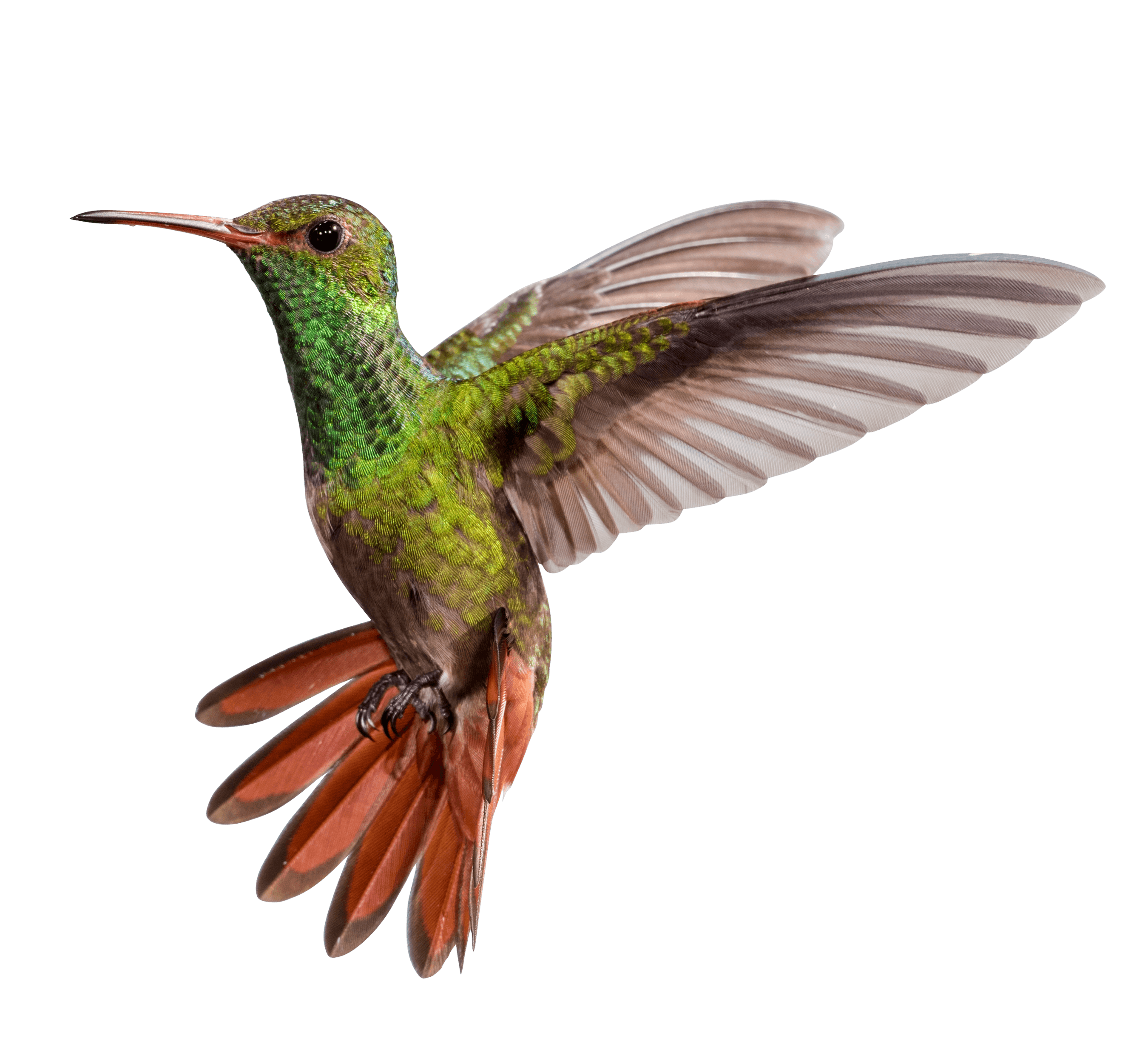 hummingbird soey fcdwolle #36780