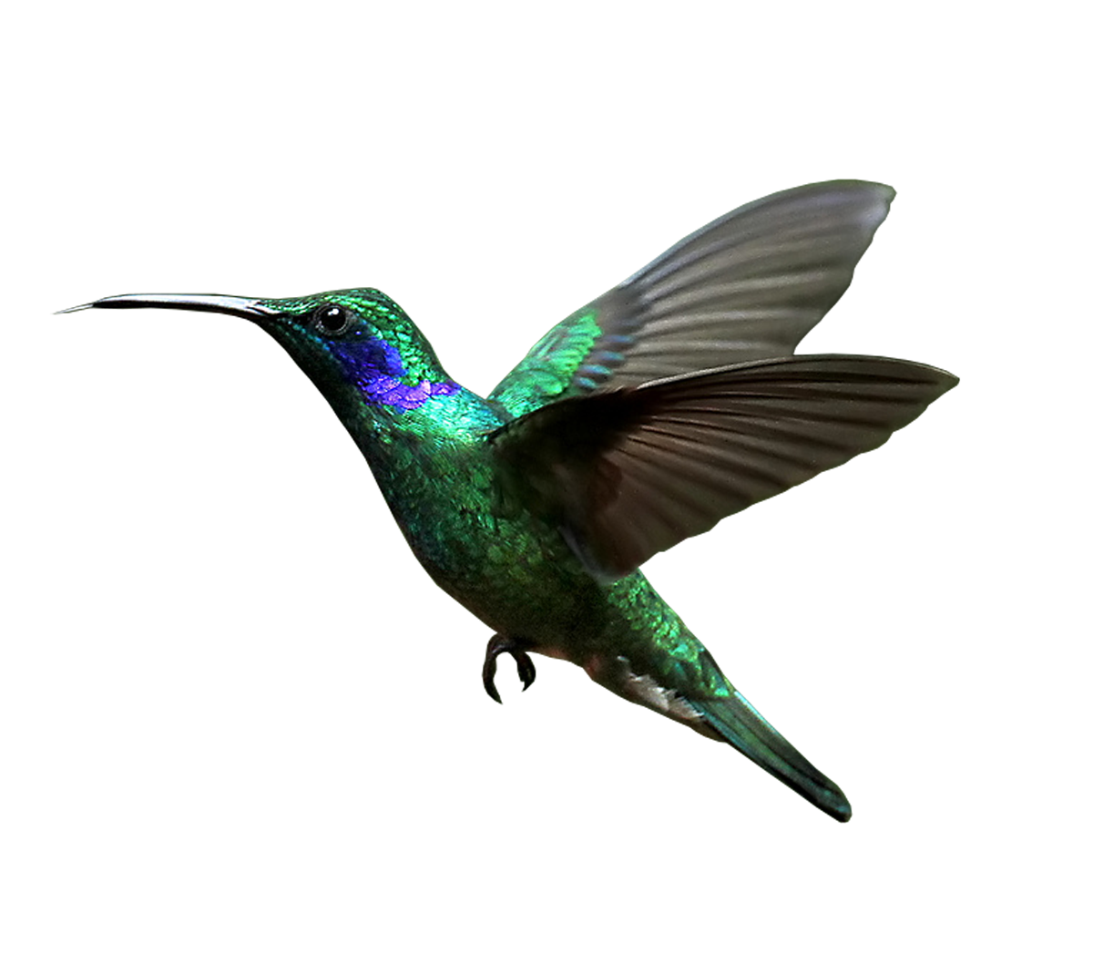 hummingbird transparent background png mart #36725