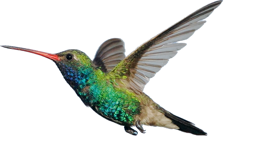 Hummingbird PNG Images, Free Download