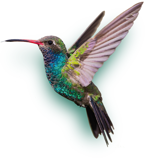 image result for kolibrie hummingbird world birds #36800