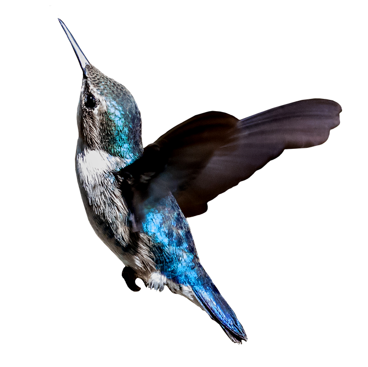 Hummingbird