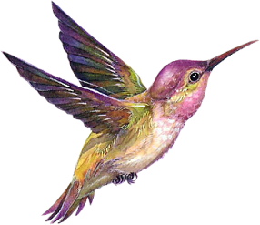 pin jean glasgow hummingbirds hummingbird art #36807
