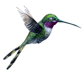 Hummingbird