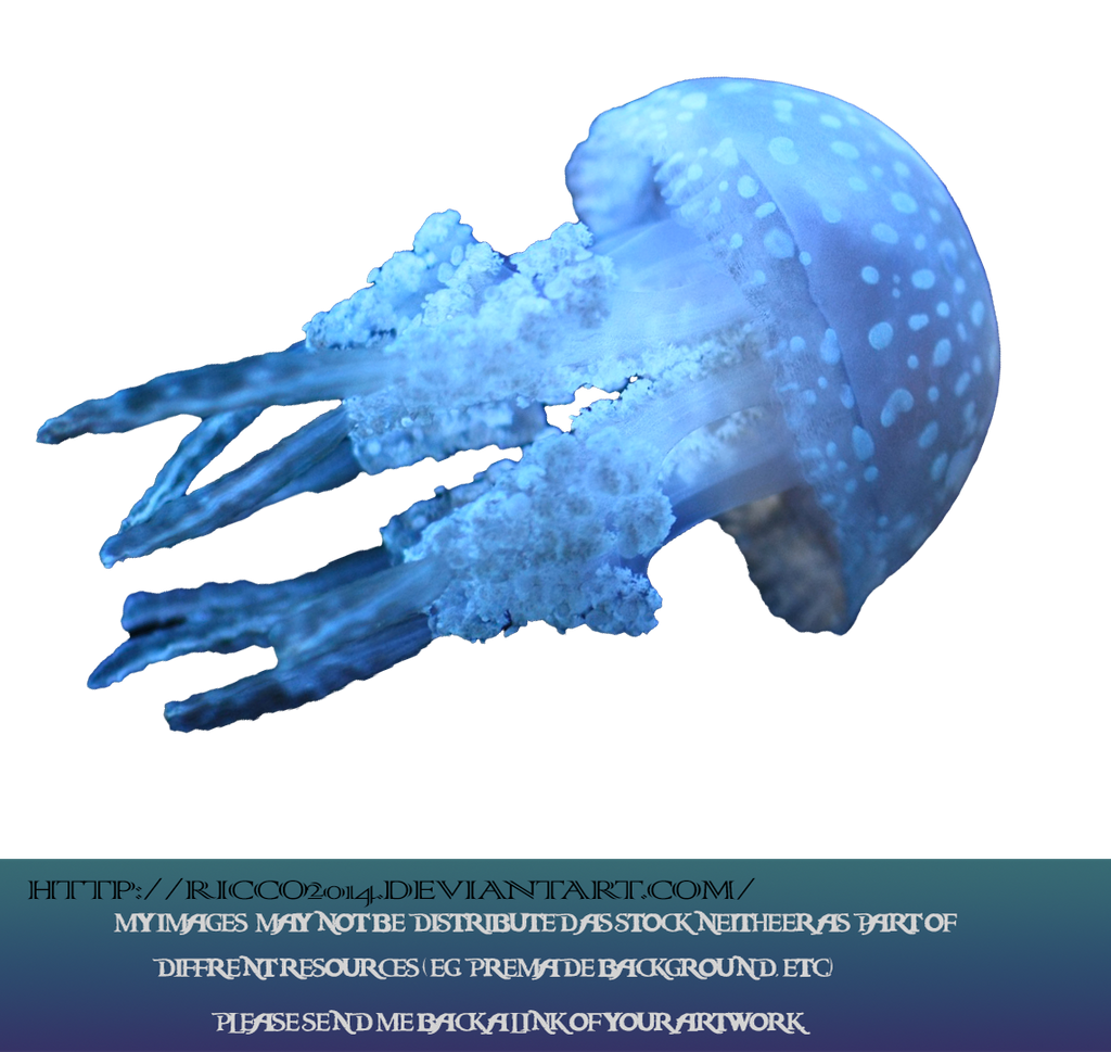 blue jellyfish ricco deviantart #36397