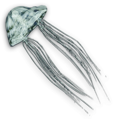 cutout jellyfish #36372