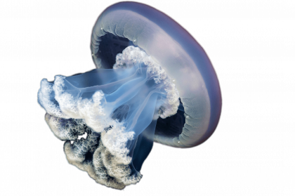 download jellyfish png image for designing project #36350