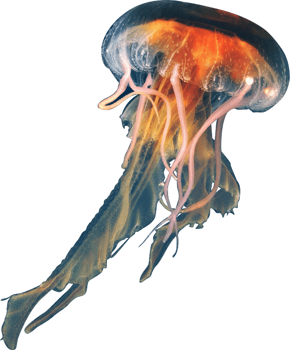 Jellyfish