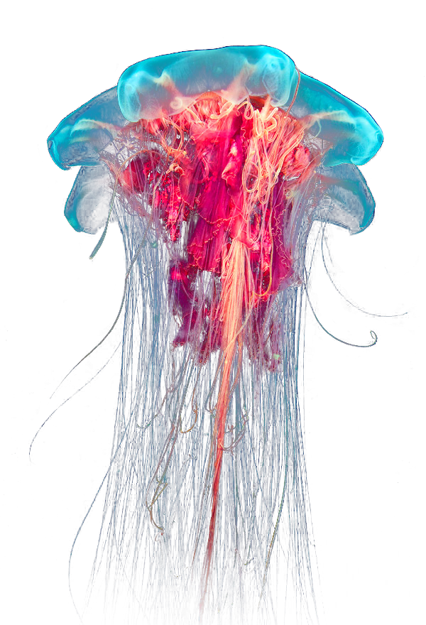 jellyfish forgetmenot jelly fish #36329