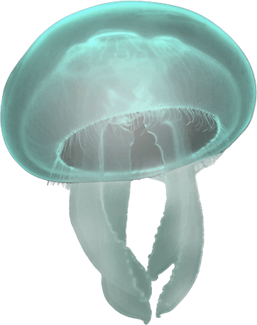 jellyfish ocean life #36455