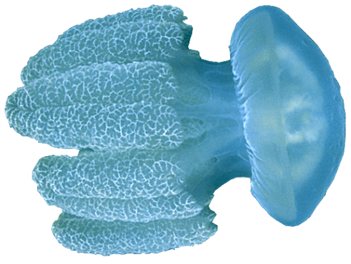 jellyfish ray magazine #36456
