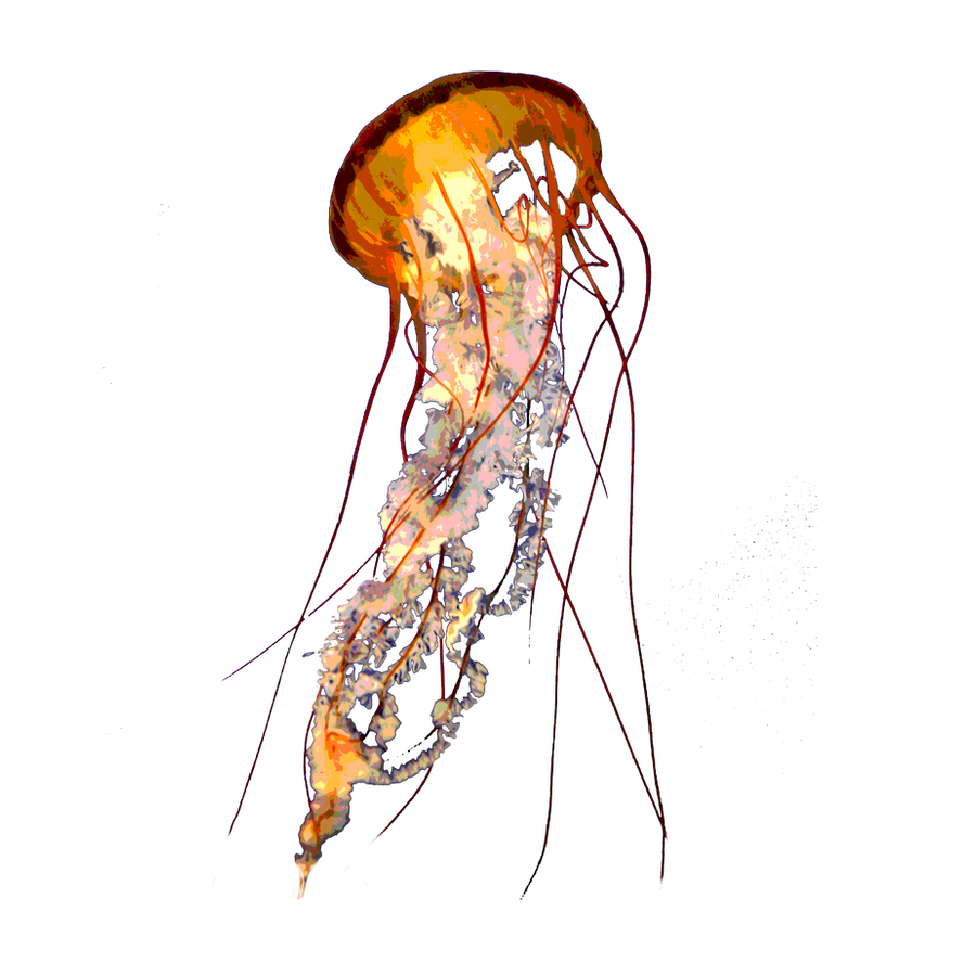 jellyfish vikmic deviantart #36377