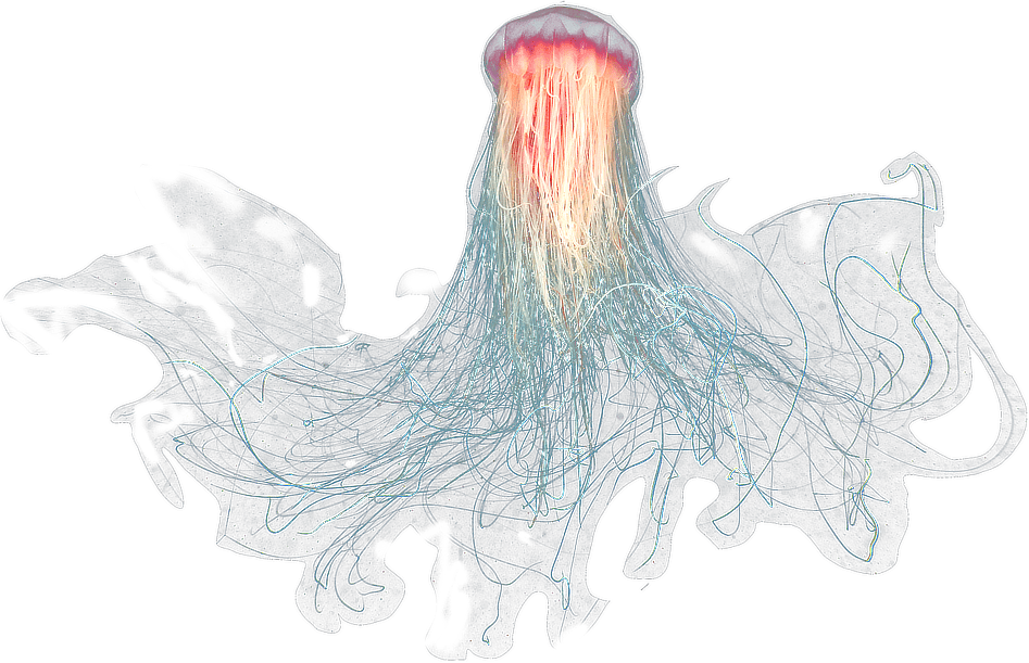 Jellyfish Images Transparent PNG, Free Download - Free Transparent PNG