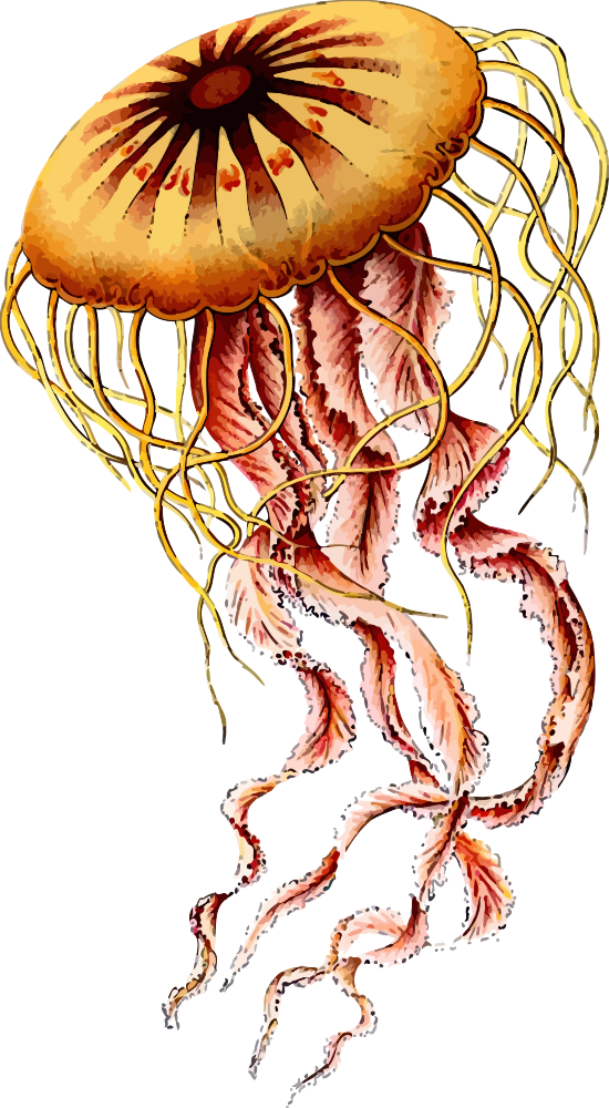 onlinelabels clip art jellyfish #36364
