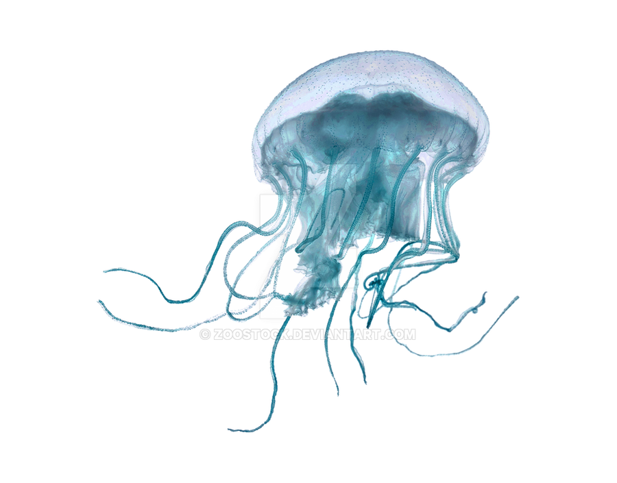 sea jellyfish transparent background zoo #36335