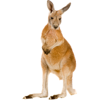 download kangaroo png photo images and clipart #39235