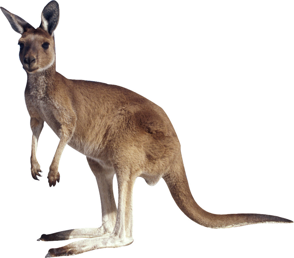 get kangaroo transparent picture #39255