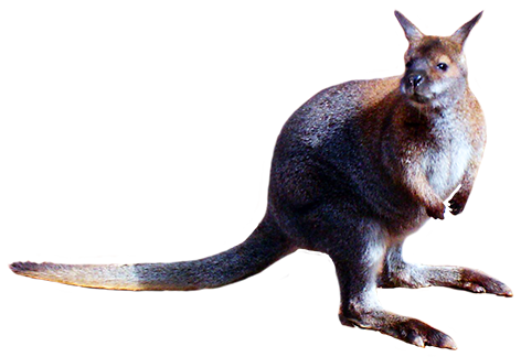 kangaroo animal clip art #39250