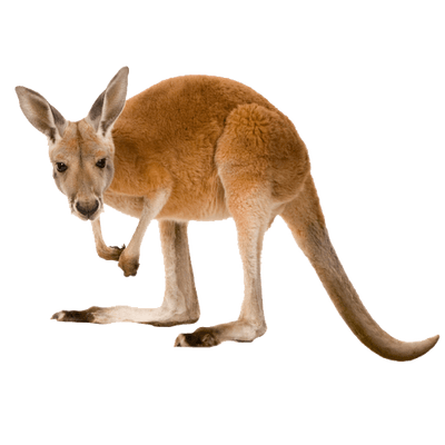 kangaroo close transparent png #39241