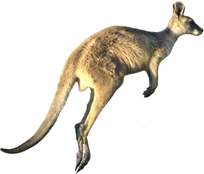 kangaroo hd picture transparent #39253