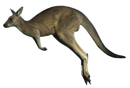kangaroo image collection download #39230