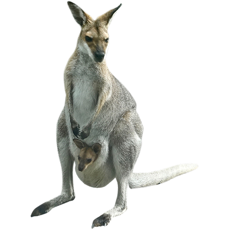 kangaroo image png arts #39232