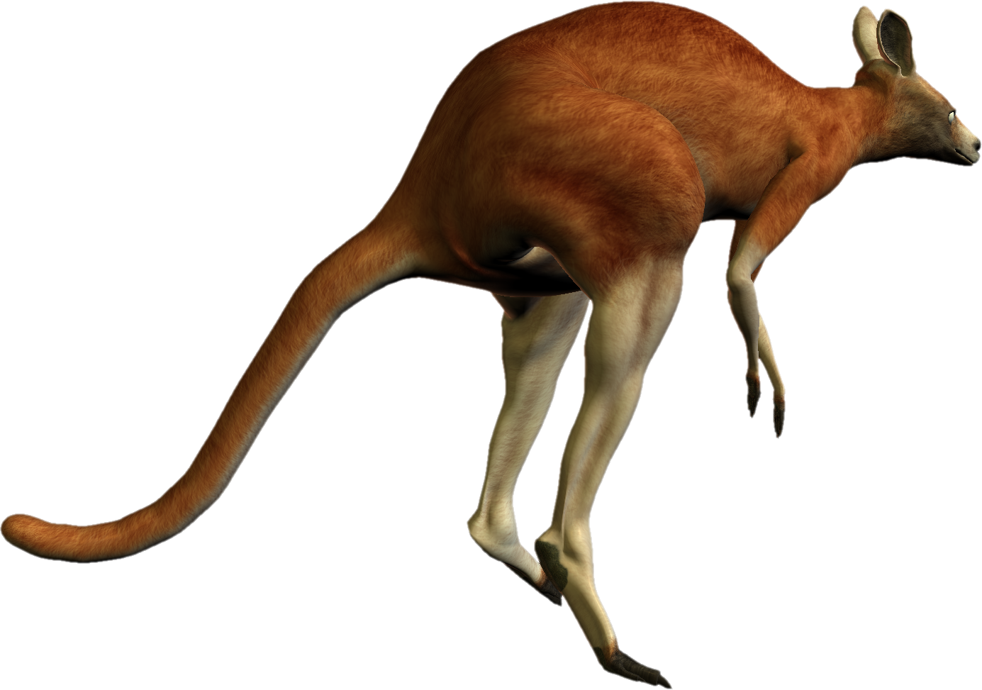 kangaroo png image collection download #39246