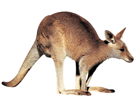 kangaroo png transparent images #39222