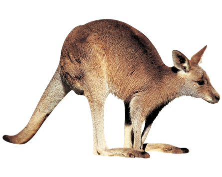 Kangaroo