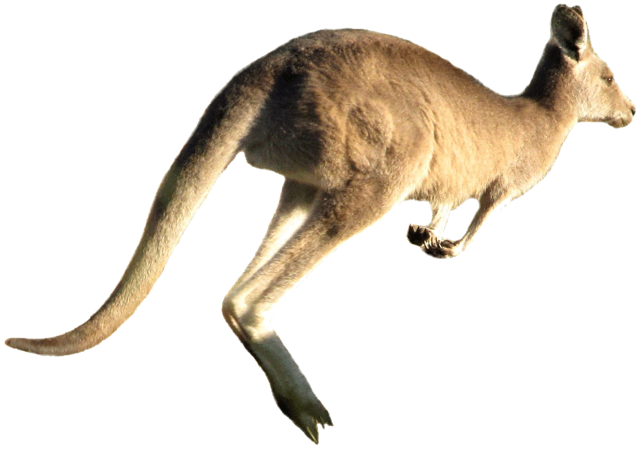 kangaroo png transparent images pictures photos png art #39231